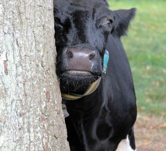 How can forestry fit into a dairy farmer's plans?