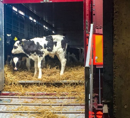 Dairy calf exports: 'Some disruption expected in early 2019'