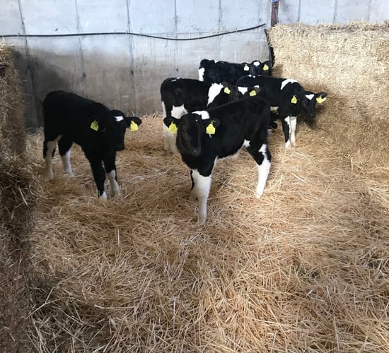 Calf registrations: Calving season gets underway