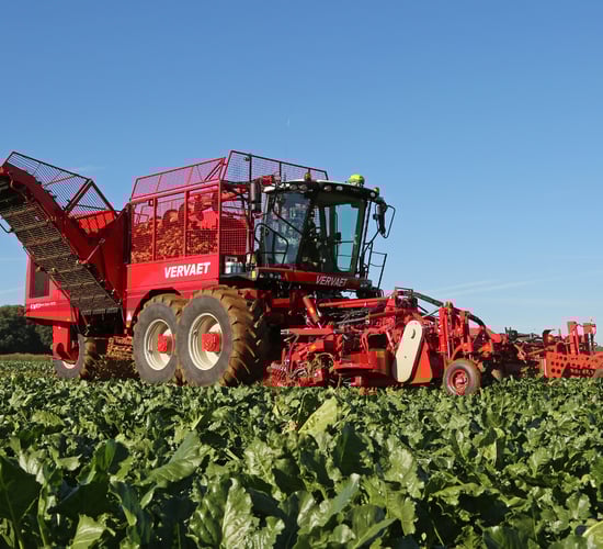 What beet variety will you grow this season?