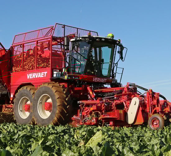 Beet varieties: What's out there?