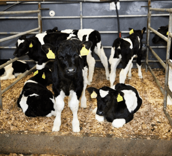 Calf trade: 250 calves presented for sale on Monday at Bandon Mart