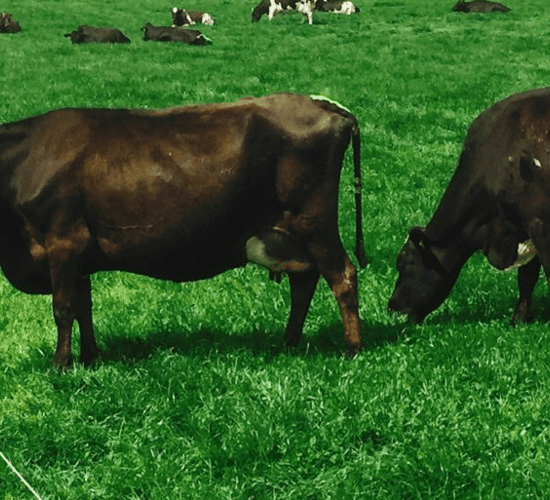 Why this Co. Cork farmer will not return to twice-a-day milking