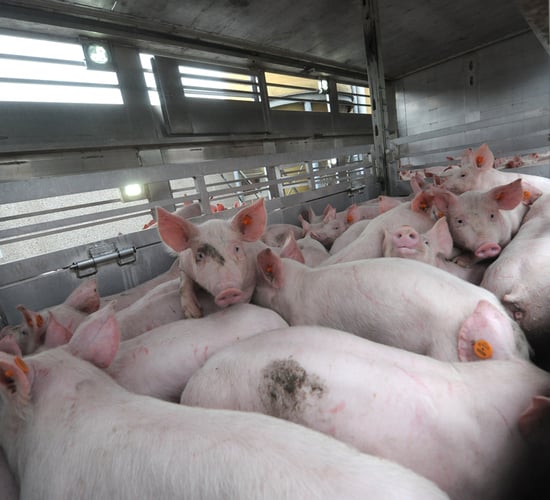 Concerns over animal welfare in new EU work programme