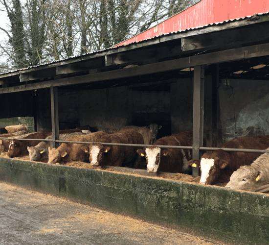 Emerald Isle Beef Producers to hold registration night in Wexford