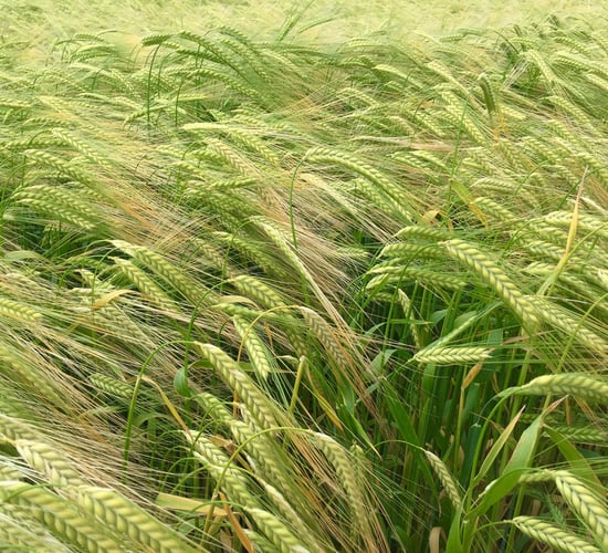 Turbulent times: Will the malting industry go the way of Irish-produced sugar?