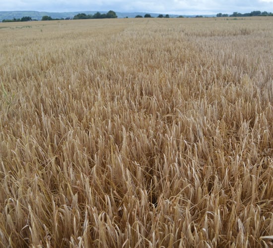 Reducing the risk of brackling...a farmer's view