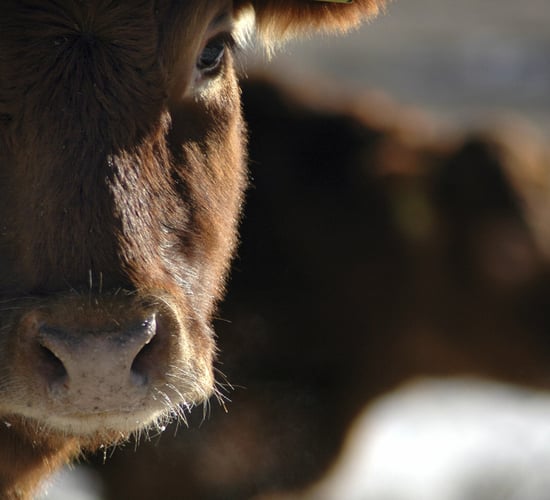 Calls for non-stun slaughter to be banned in the UK