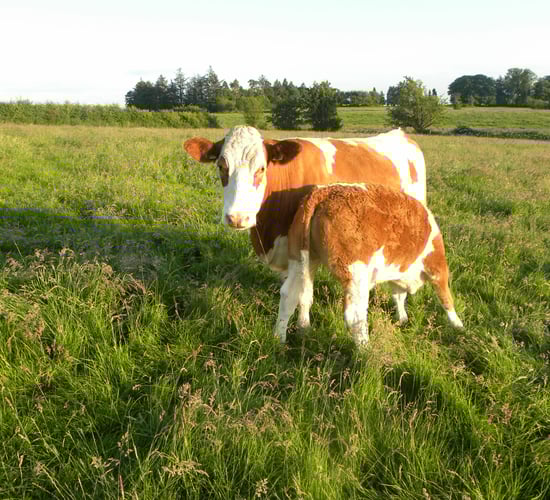 Minister urged to address anomaly in Beef Welfare Scheme