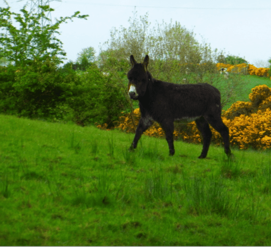 Changes in 2020 for donkey status in ANC eligibility