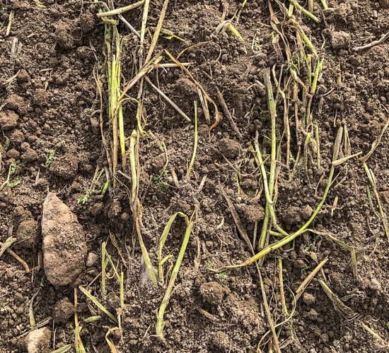 4 varieties of spring bean recommended for use in 2025