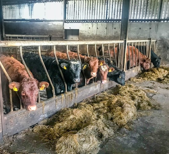 'Essential that all eligible farmers apply for BEAM' - IFA