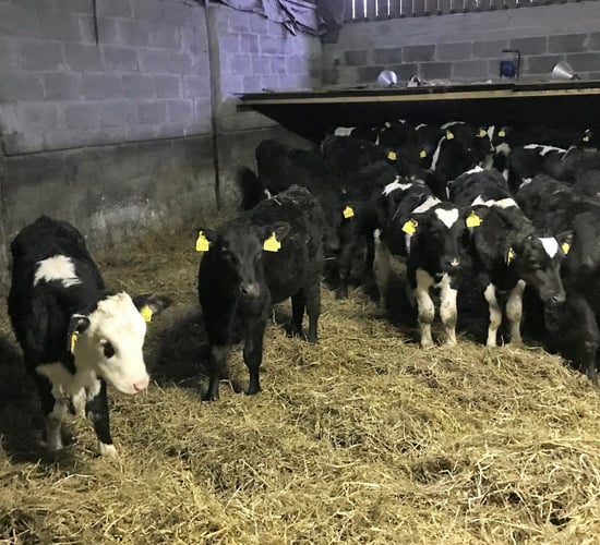 National Dairy Conference: Future of dairy breeding programme