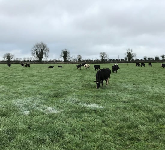 Grass growth: Boost in growth rates predicted