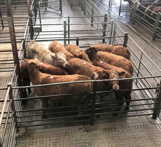 Mart trade: Buyers drive on at the ringside