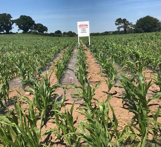 Maize list gets 'Spyci' as two new varieties added