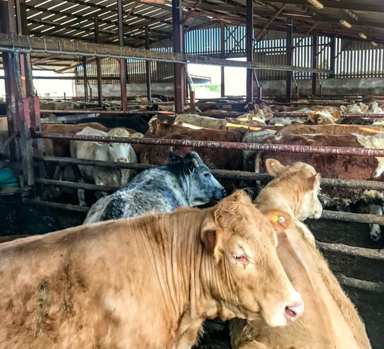 Feedlots: Drilling deeper into factory contribution to total beef kill