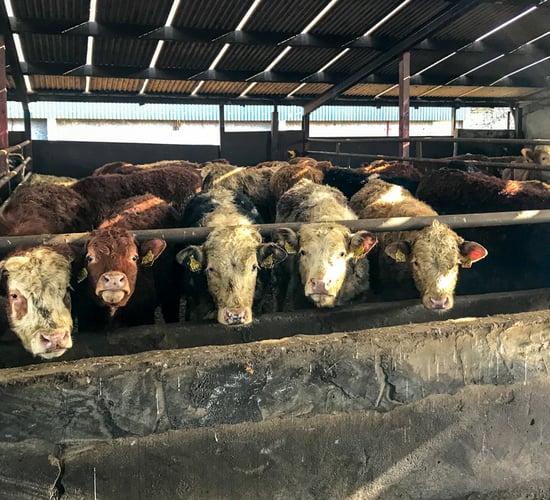 54,000 feedlot cattle slaughtered in 2 months: Calls made for 'impact study'