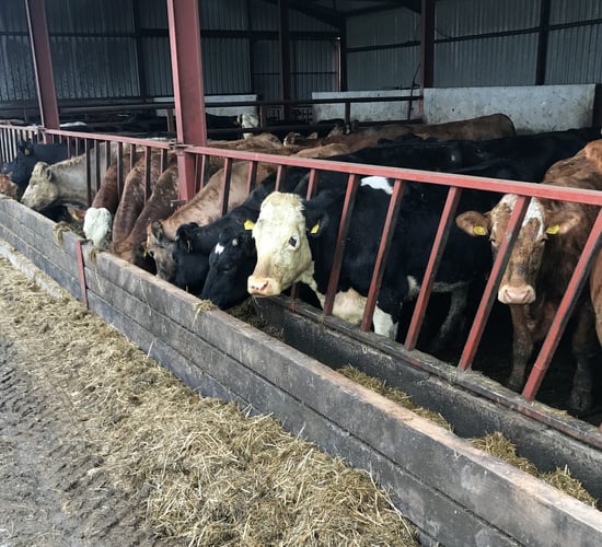 What should I be feeding my suckler cows post calving?