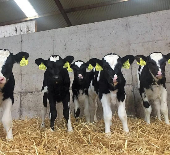 Calf trade: Friesian bull calves suitable for export 'making €30-60/head'