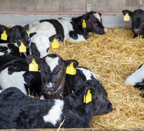 Planning to source 180 dairy-beef calves this spring