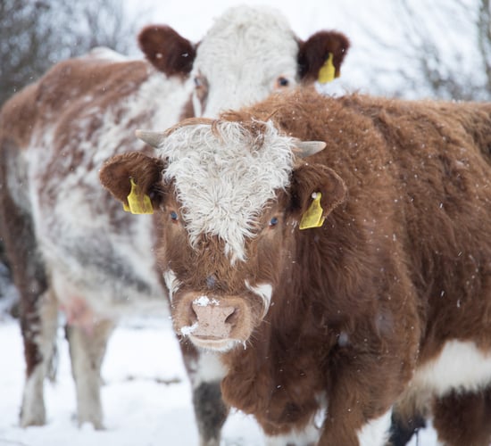 Met Éireann issues Status Orange warning for snow and ice