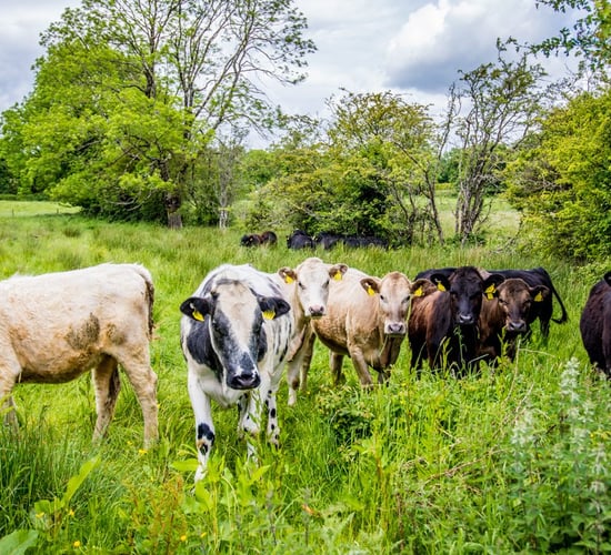NI net-zero: NI falling short on tree planting targets by 90%