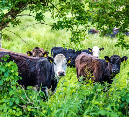 DAFM: Total maximum eligible area to determine ANC stocking density