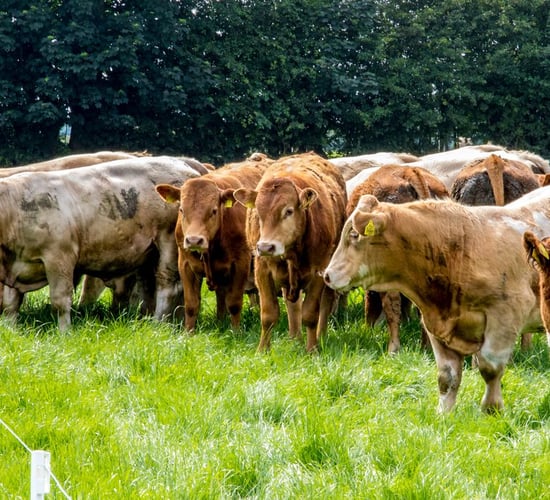 Northern farmers to hold meeting on beef sector issues