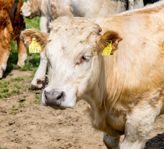 2,000 bulls sourced and ready to sail to Libya