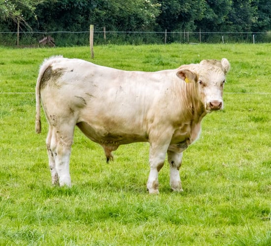 40,000 antibiotic-free Irish beef cattle strengthen EU market