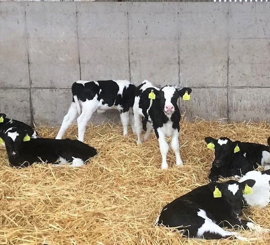 Calf registrations approach 1.5m for 2024