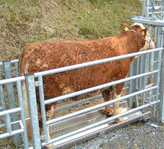 1 week left to submit BEEP-S and dairy-beef calf weights