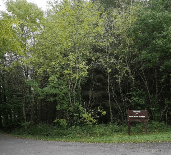 Coillte to spend €500,000 on Sligo woodland restoration