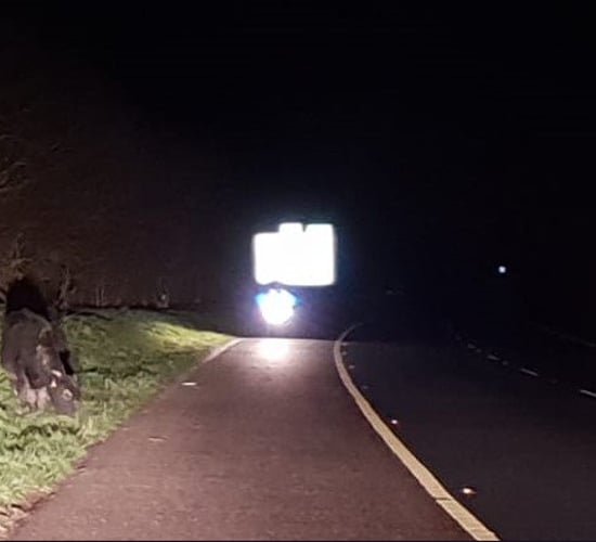 Motorway mischief-makers 'mooved'
