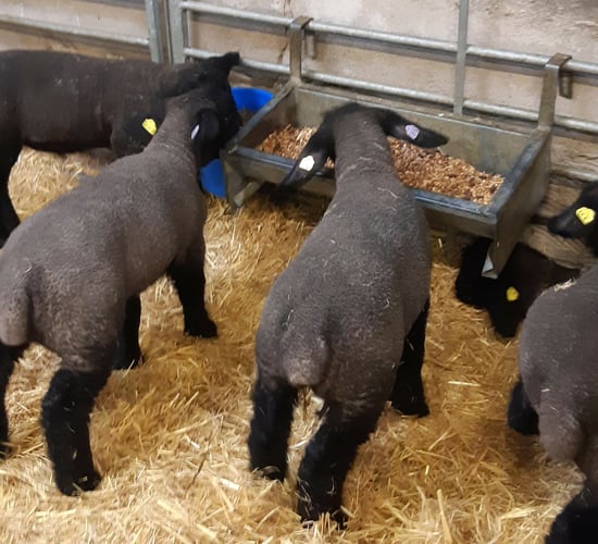 Ewe-reka: How artificially reared lambs can achieve 550g a day