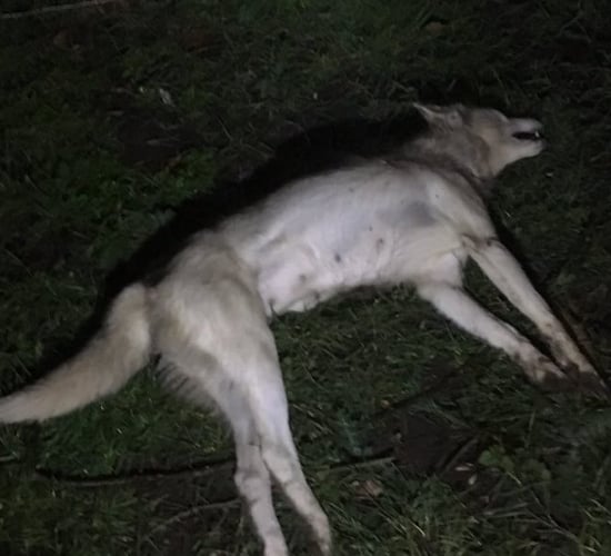 Dog pack attack snuffed out in Kilkenny