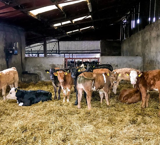 Solving issues with coccidiosis in calves this spring