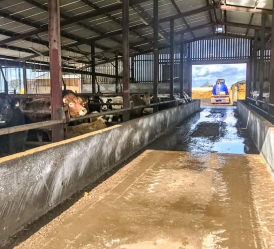 Feedlots: What are the views of the farm bodies?