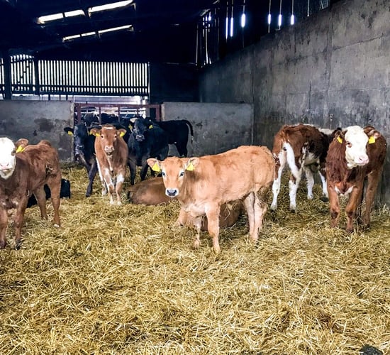 BPM calls for more information on dropped calves