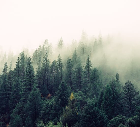 'Massive problems' in Ireland's Forest Service - Fitzmaurice