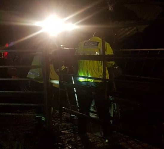 Joint emergency effort sees bullocks rescued from slurry pit