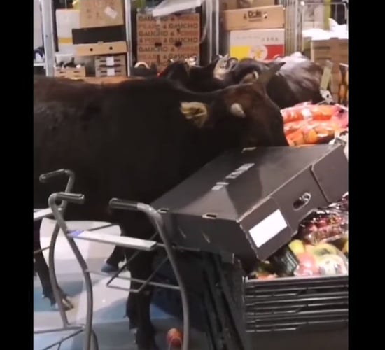 Brazen bovines find feed of different fare...in a supermarket