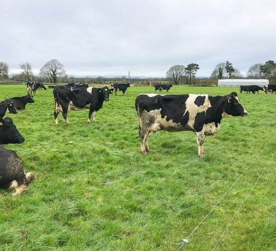 'This week will determine the direction of the EU's dairy sector' - EDA