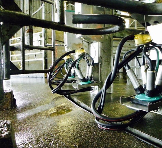 Effectively cleaning milk equipment without chlorine