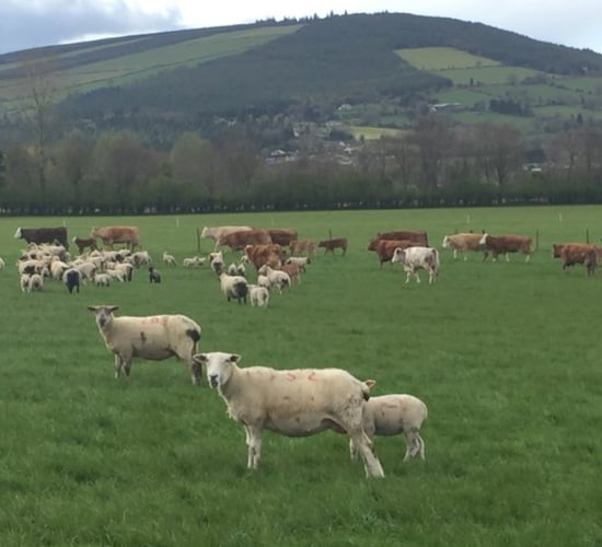 Report highlights causes of death among cattle and sheep