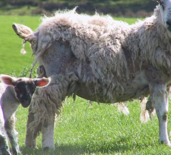 Sheep scab meeting to explore interest in NI eradication scheme