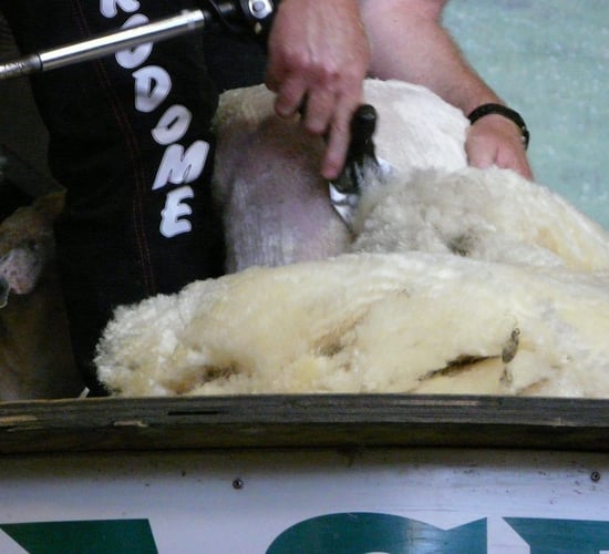 All-Ireland shearing championships set for Mountbellew