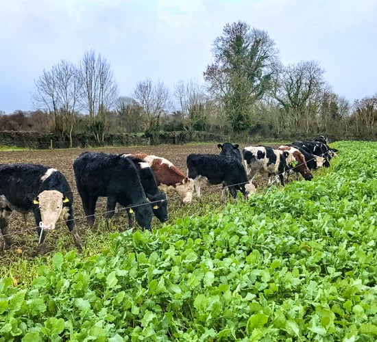 Could a fodder crop be an option for your farm?