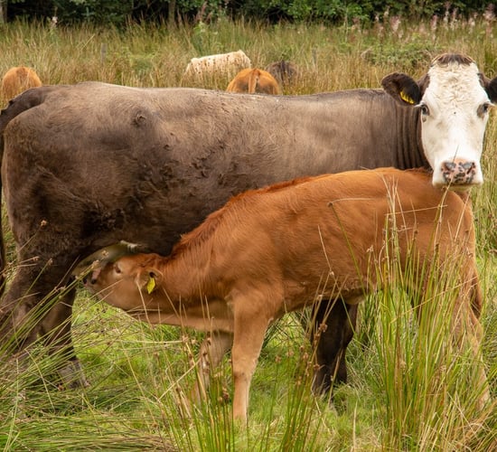 Macra rejects farm exit scheme proposals